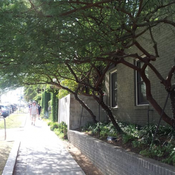 1488553039Huisache-Vachelia-farnesiana-street-tree.jpg