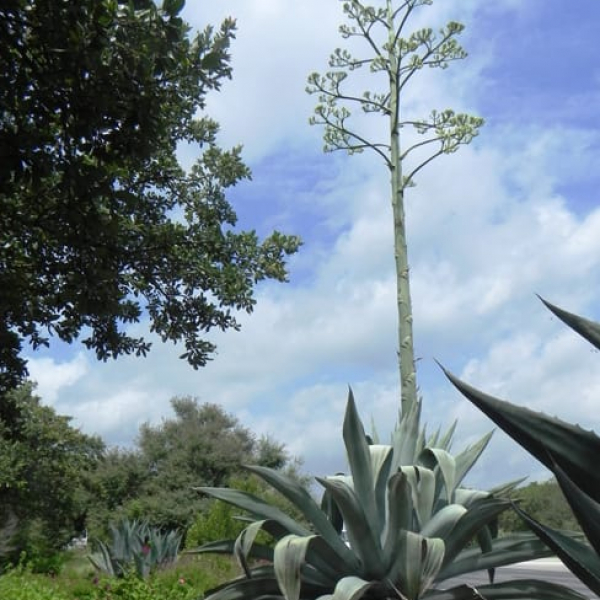 1488553537Agave-Century-Agave-americana-form-blooming-Alamo-Parkway-6-2014.jpg
