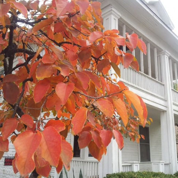 1488553822Persimmon-Asian-Diospyros-kaki-fall-color.jpg