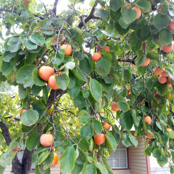 1488553842Persimmon-Asian-Diospyros-kaki-fruit.jpg