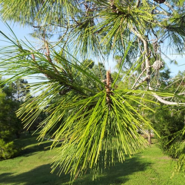 1488554853pine-aleppo-pinus-halapensis-detail.jpg