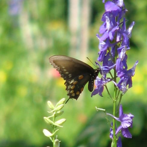 1488554981larkspur-consolida-ambigua-detail.jpg