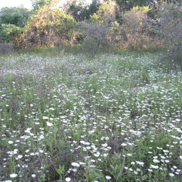 1488556027Lazy-Daisy-Aphanostephus-skirrhobasis-form1.jpg