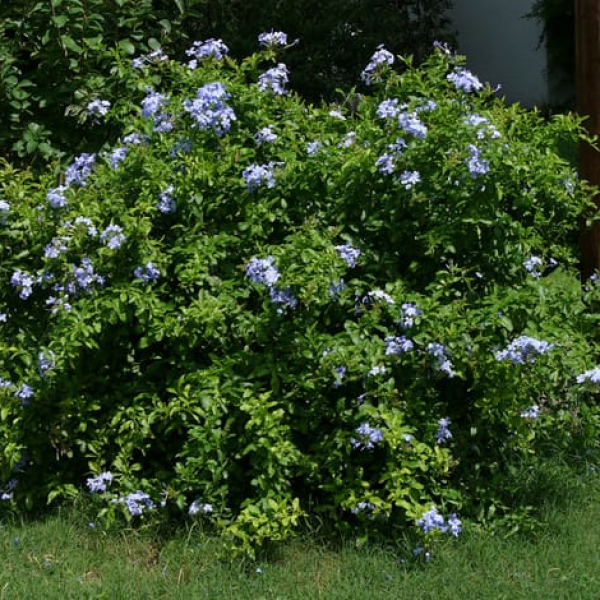 1488556875Plumbago-Plumbego-auriculata-form.jpg