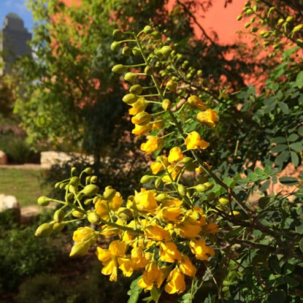 1488558247Poinciana-Mexican-Caesalpinia-mexicana-flower-detail.jpg