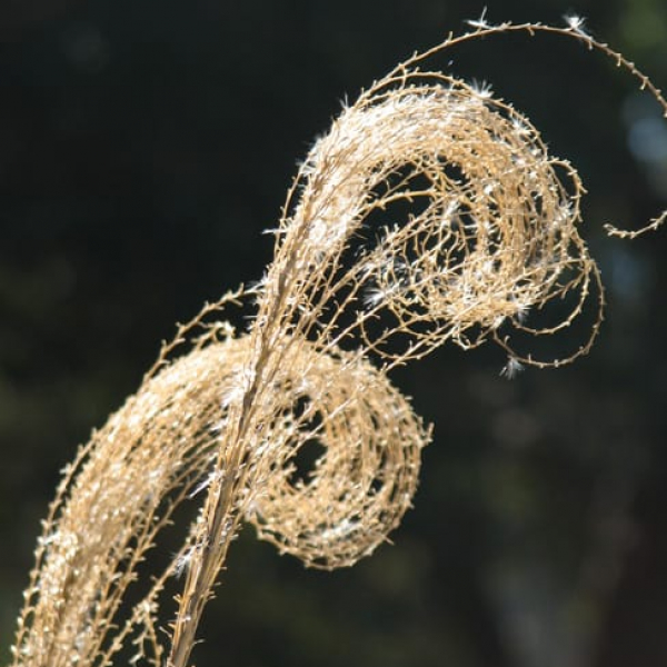 1488558498maiden-grass-miscanthus-sinensis-detail.jpg