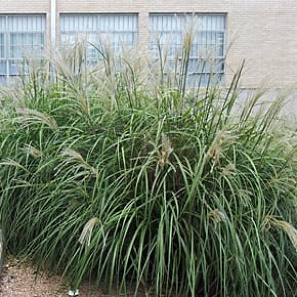 1488558516Maidenhair-Grass-Miscanthus-sinensis-form-Pearl-290x290.jpg