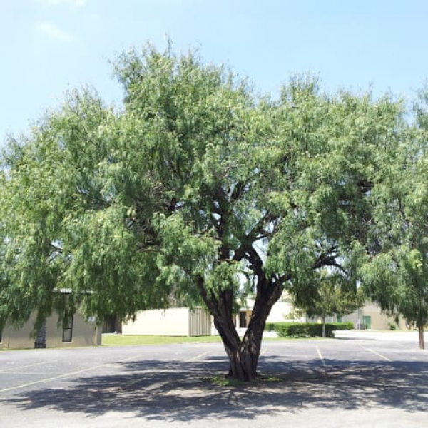 1488558801Mesquite-Honey-Prosopis-glandulosa-20120919-form.jpg