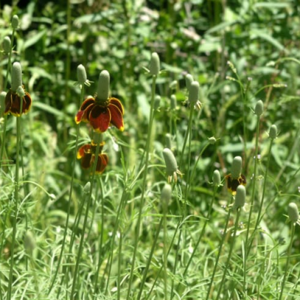 1488561277Mexican-Hat-Ratibida-columnifera-form.jpg