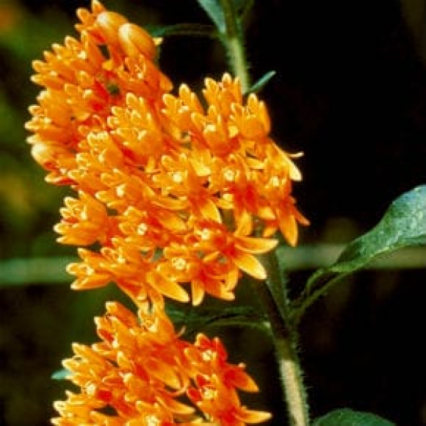 1488562634Butterfly-weed-Asclepias-tuberosa-detail-Texas-NPIN-M-Carlton-PCD1312_IMG0016-290x290.jpg