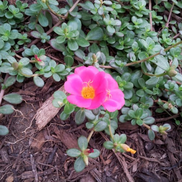 Purslane flower.