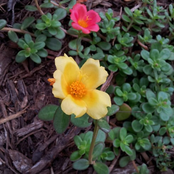 Purslane flowers.