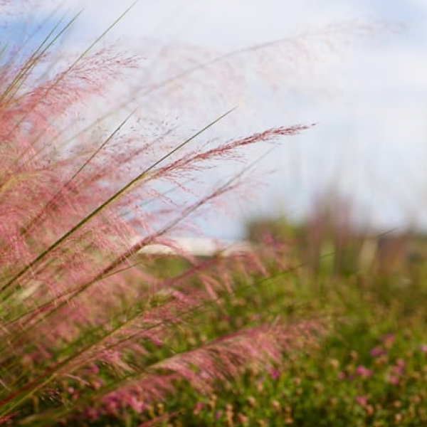 1488570979muhly-gulf-muhlenbergia-capilaris-detail3.jpg