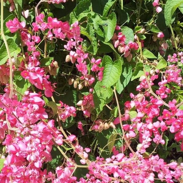 1488572003Queens-Crown-Antigonon-leptopus-detail.jpg