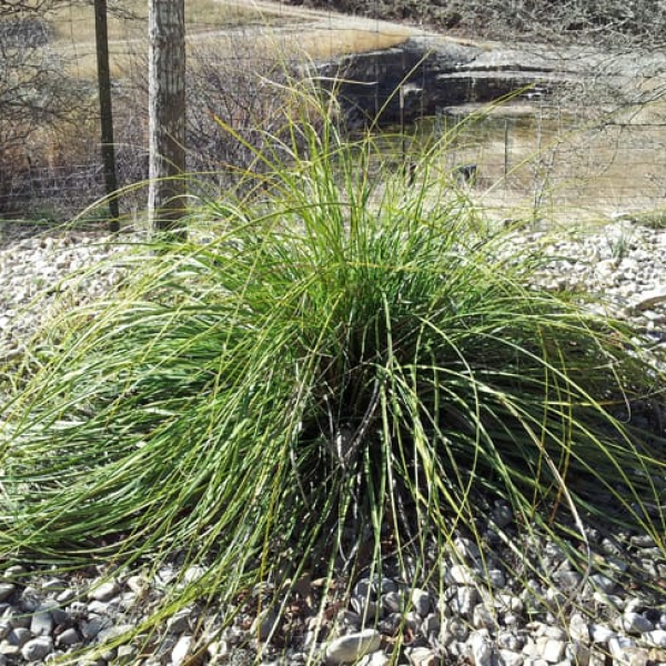 1488572314Beargrass-Nolina-lindheimeriana-form-in-winter.jpg
