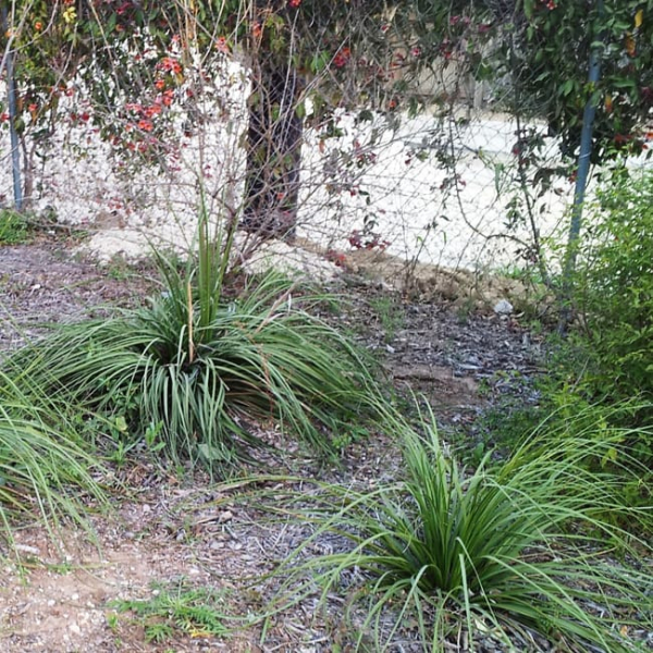 1488572326beargrass-nolina-lindheimeri-form.jpg