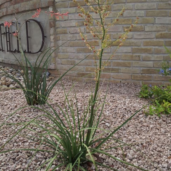 1488572331Beargrass-Nolina-lindheimeri-form-flowering-Deerfield.jpg