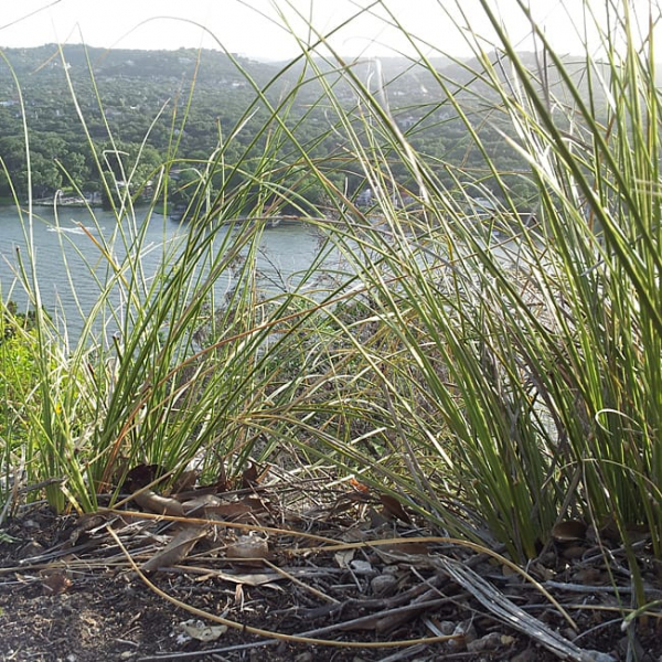 1488572495basketgrass-nolina-texana-detail-lake-austin.jpg