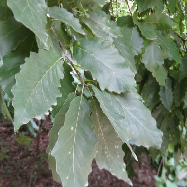 1488573114oak-chinquapin-quercus-muhlenbergia-detail-leaf.jpg
