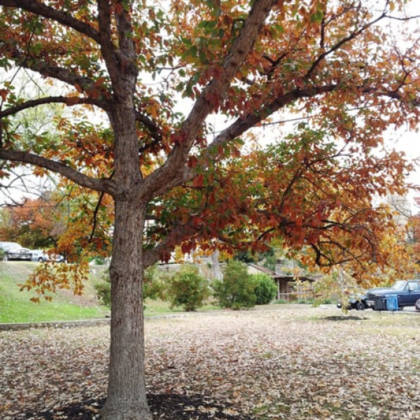 1488573124Oak-Chinquapin-Quercus-muhlenbergii-form-Sunken-Gardens-11-2014.jpg