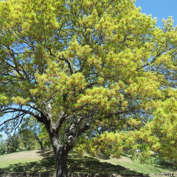1488573647Oak-red-Quercus-texana-form.jpg