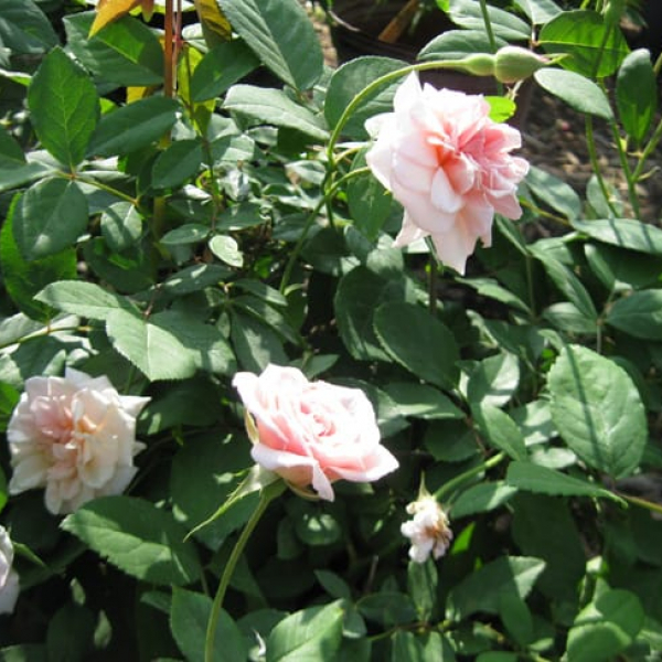 1488577558rose-CECILE-BRUNNER-form-ROSa-x-form.jpg
