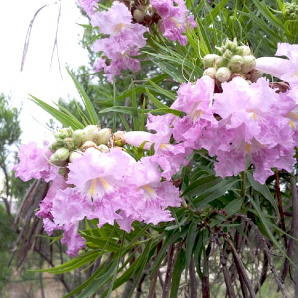 1488804869Desert-willow-Chitalpa-linearis-detail-flower-pink-with-seeds.jpg