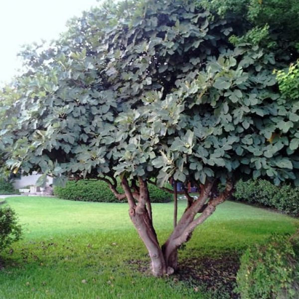 1488806072Fig-Ficus-carica-form-Terrell-Hills-8-2014.jpg