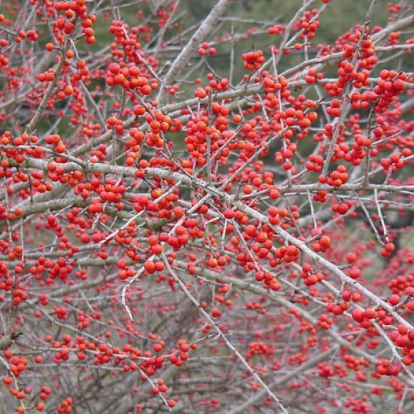 1488806436Possumhaw-Holly-Ilex-decidua-berries.jpg