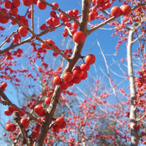 1488806450possumhaw-ilex-decidua-fruit.jpg