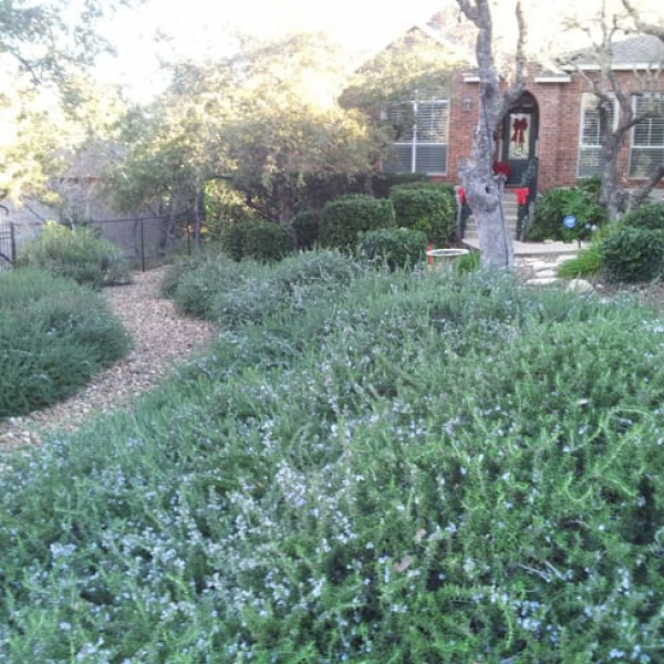 1488811733rosemary-trailing-rosmarinus-form.jpg