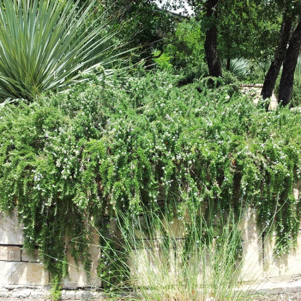 1488811756Rosemary-creeping-Rosmarinus-officinalis-form-Elm-Creek-6-2014.jpg