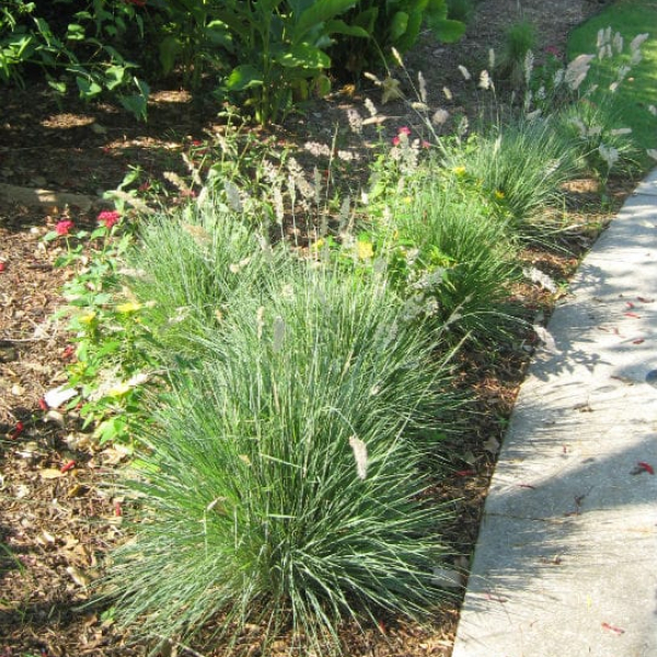 1488812831Ruby-Grass-Melinus-nerviglumis-form.jpg