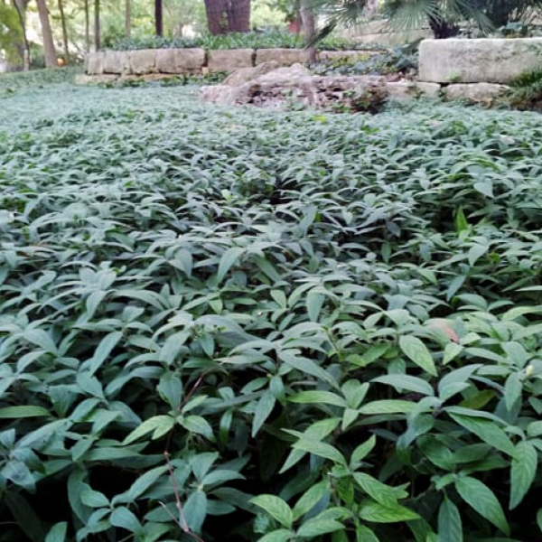 1488813383ruellia-blueshade-ruellia-squarrosa-form.jpg