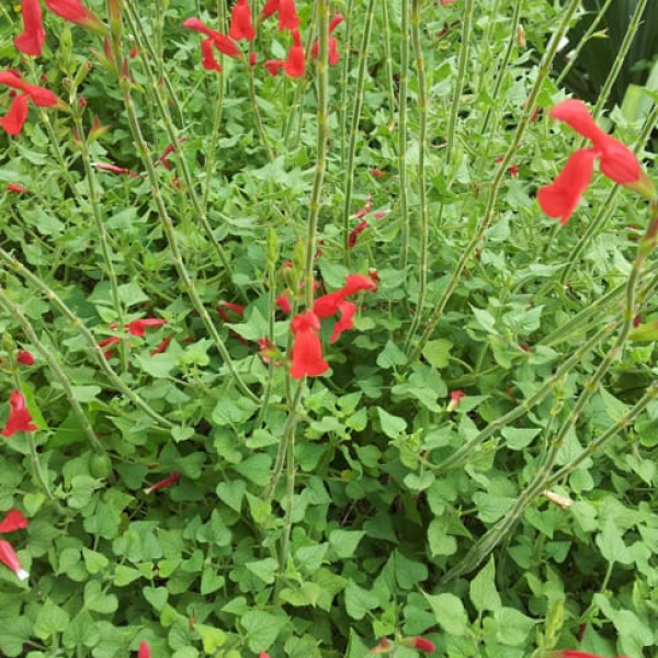 1488819944sage-fiery-salvia-darcyi-form.jpg
