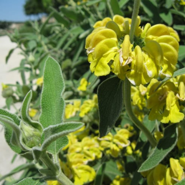 1488820764sage-JERUSALEM-phlomis-fruticosa-detail.jpg