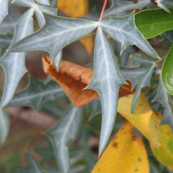 1488820953Agarita-Mahonia-trifoliolata-leaf-detail.jpg