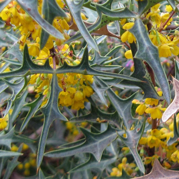 1488820959Agarita-Mahonia-trifoliata-detail.jpg