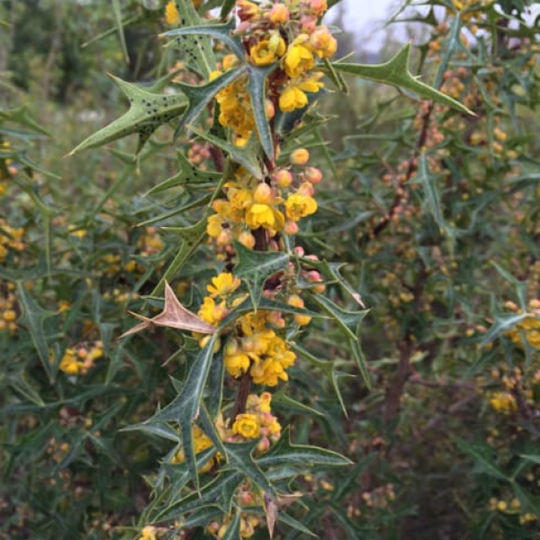 1488820963Agarita-Mahonia-trifoliolata-detail-flowering.jpg