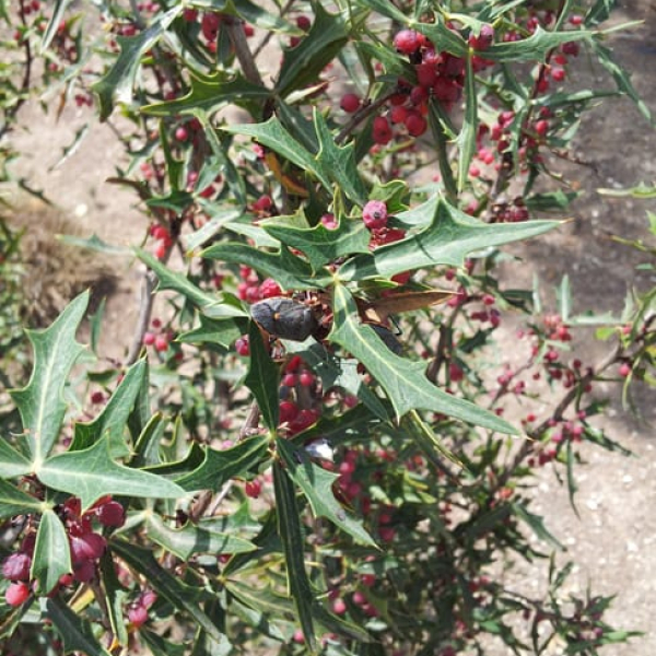 1488820965Agarita-Mahonia-trifoliolata-detail-fruit.jpg