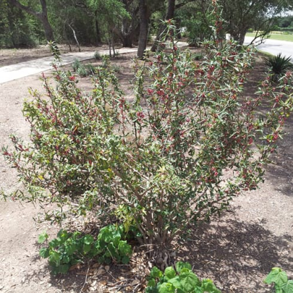 1488820972Agarita-Mahonia-trifoliolata-form.jpg