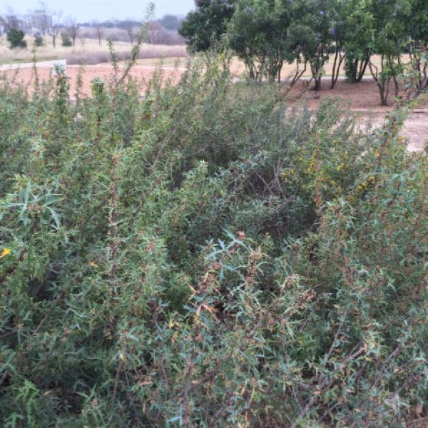 1488820975Agarita-Mahonia-trifoliolata-form-Southwest-greenway2-blackland-prairie-park.jpg