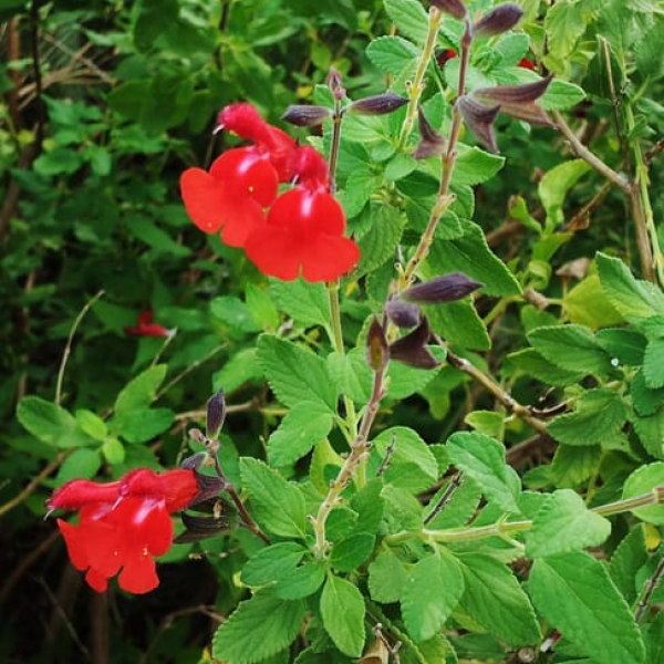 1488820982sage-Littleleaf-Salvia-microphylla-detail2.jpg