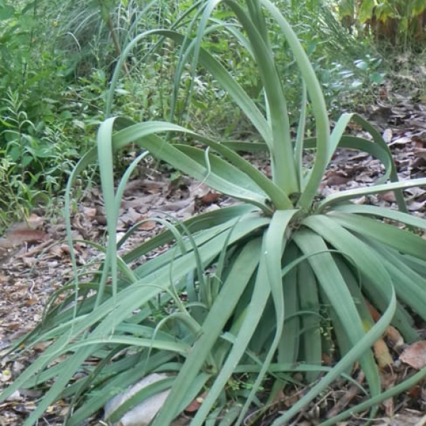 1488823329Agave-Octopus-Agave-bracteosa-form-sabg-8-2014.jpg