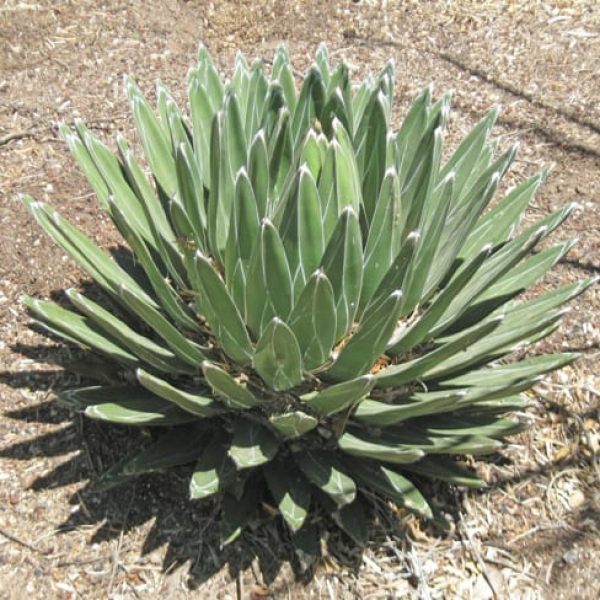 1488823726Agave-Royal-Agave-victoria-reginae-form.jpg