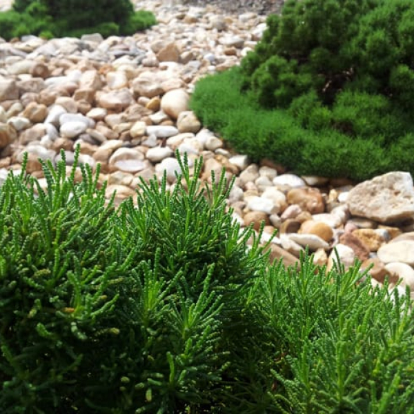 1488824644Santolina-Green-Santolina-virens-detail.jpg