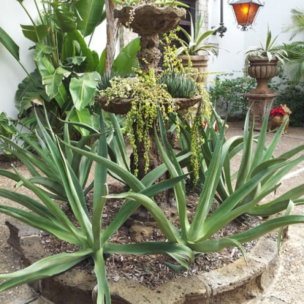 1488825380Agave-Wheelers-Agave-wheeleri-form-Quinta-Mazatlan.jpg