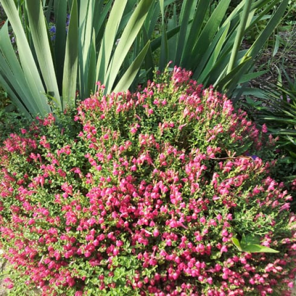 1488828074skullcap-pink-scutelleria-form.jpg
