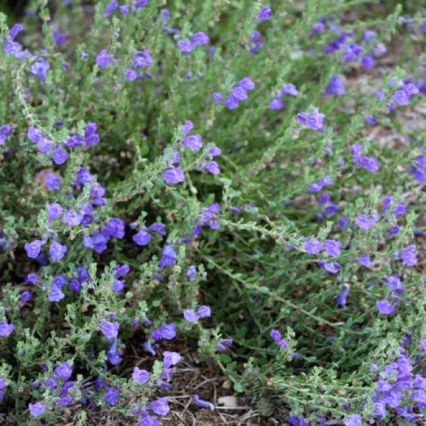 1488828751Skullcap-Wrights-Scutellaria-wrightii-form-SARA.jpg