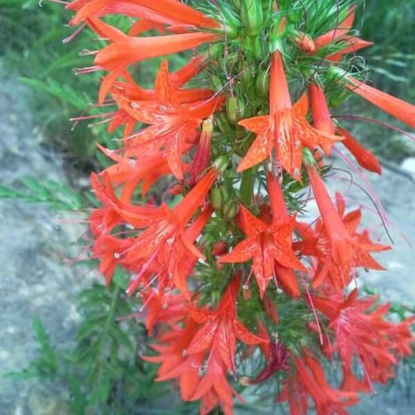 1488831384Standing-cypress-Ipomopsis-rubra-detail-flower.jpg
